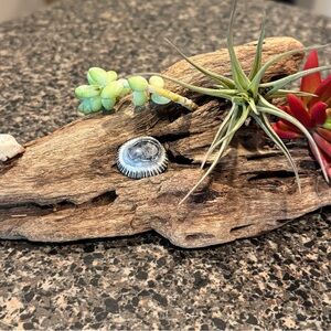 Driftwood Succulent Display with Air Plants